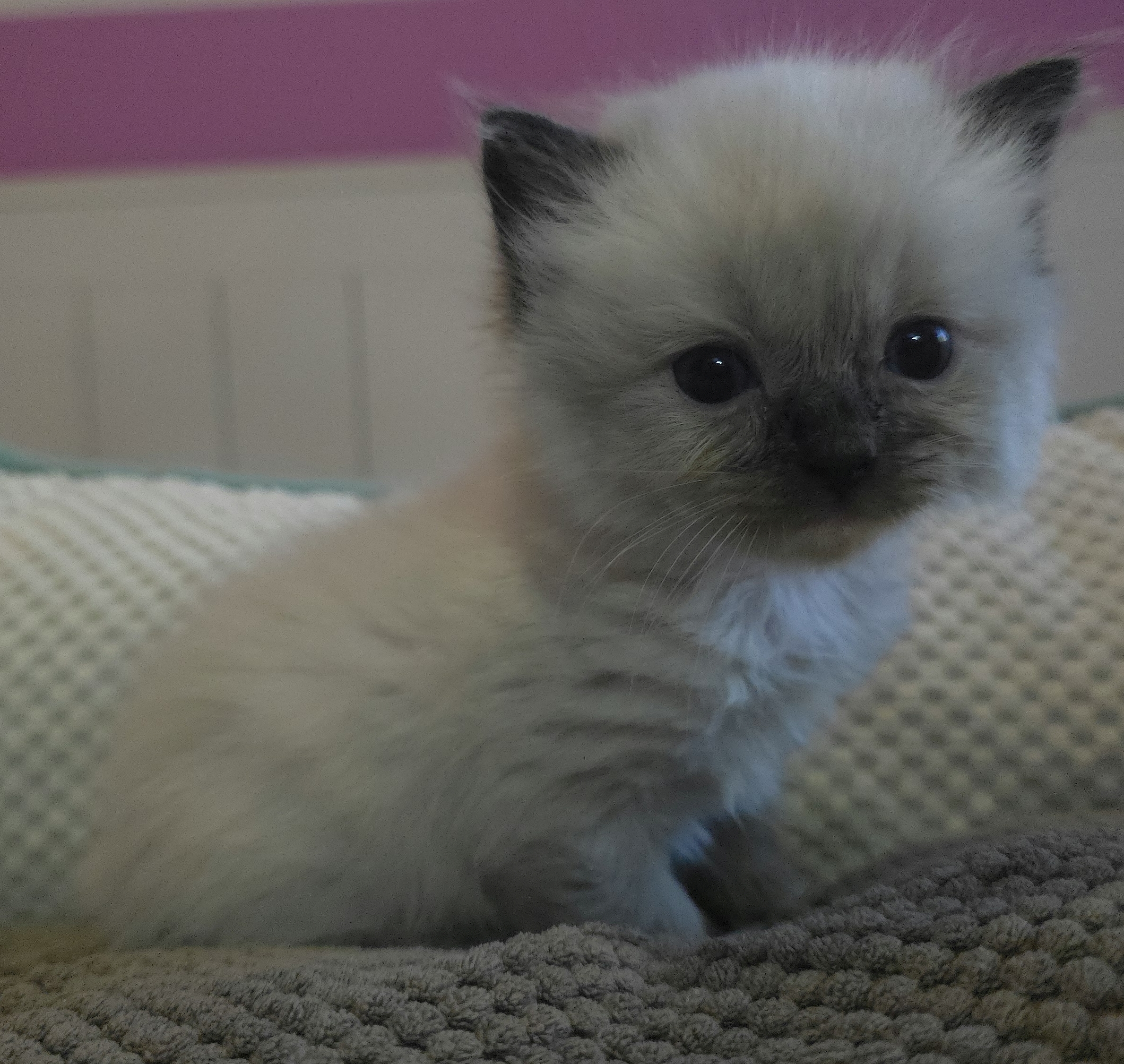 images/AvailableKittens/Valentine website.jpg